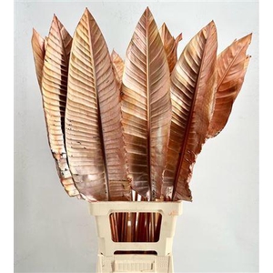 Strelitzia Blad Painted Orange