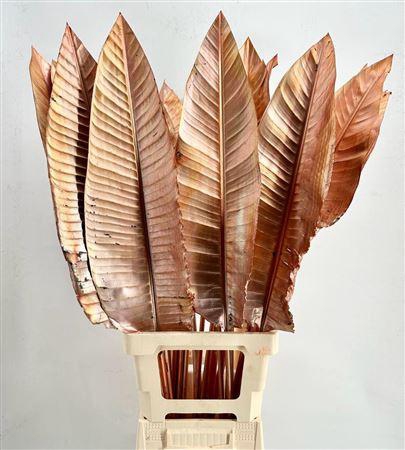 <h4>Strelitzia Blad Painted Orange</h4>