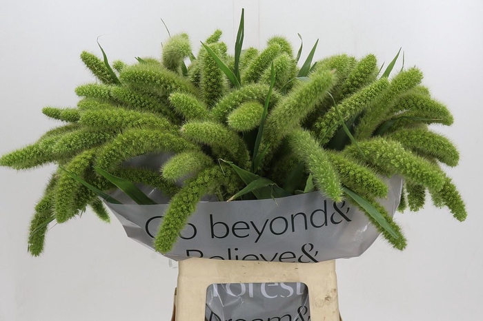 <h4>SETARIA IT VOLL MELK</h4>