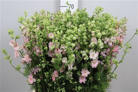 <h4>Cons R Q Light Pink</h4>