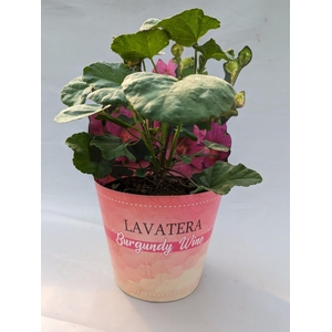 Lavatera 'Burgundy wine' 17 cm in potcover