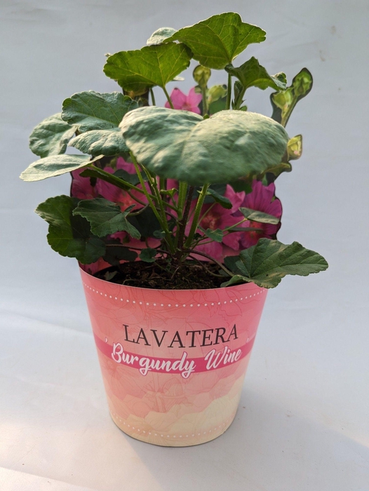 <h4>Lavatera 'Burgundy wine' 17 cm in potcover</h4>