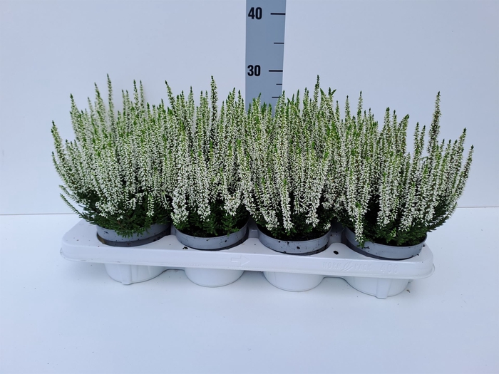 <h4>Calluna vulg. 'Beauty L Veronique'</h4>