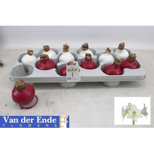 BLOEMBOL HIPPEASTRUM