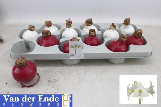 <h4>BLOEMBOL HIPPEASTRUM</h4>