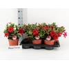 arr8 Mande Rio Petite Red