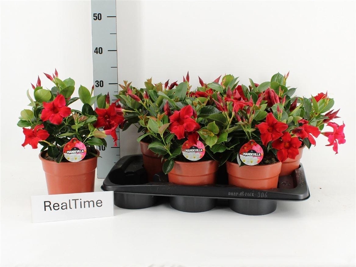 arr8 Mande Rio Petite Red