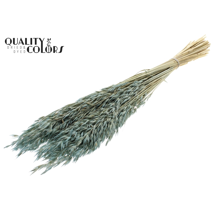 <h4>Avena per bunch Bleached Frosted Light Blue</h4>