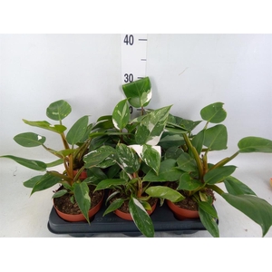PHILODENDRON   ... WHITE PRINCESS 1