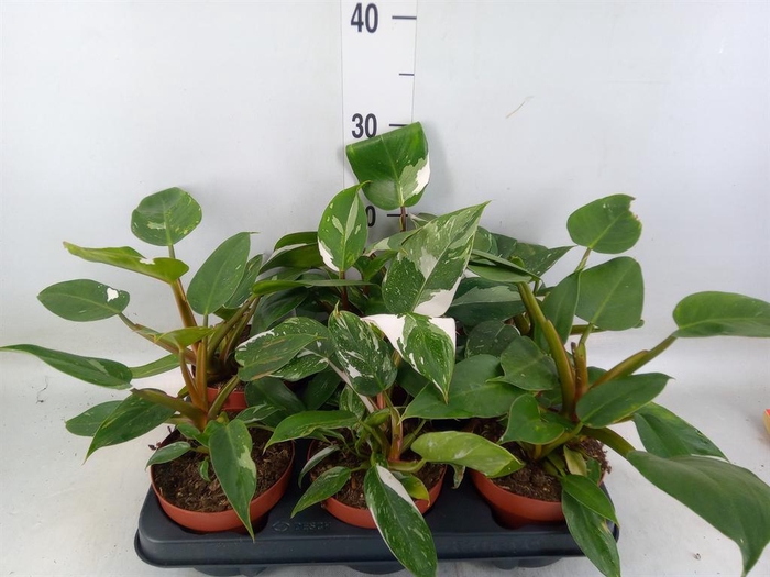 <h4>PHILODENDRON   ... WHITE PRINCESS 1</h4>