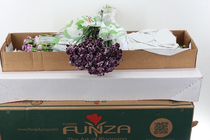 <h4>Di St Minerva Box</h4>