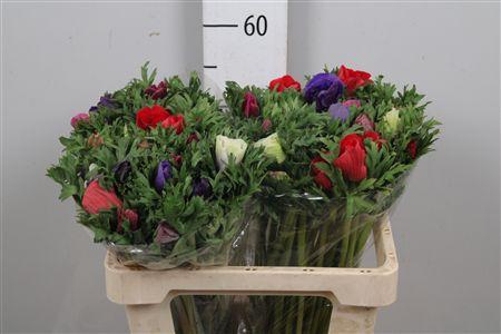 <h4>Anem Gem Bs</h4>