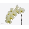 Phalaenopsis Limon Bella Doos