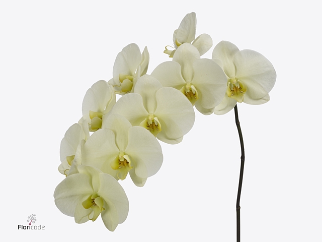 Phalaenopsis Limon bella 9-13 Doos