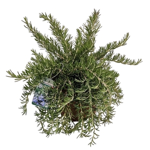 ROSMARIN OF PROSTRAT