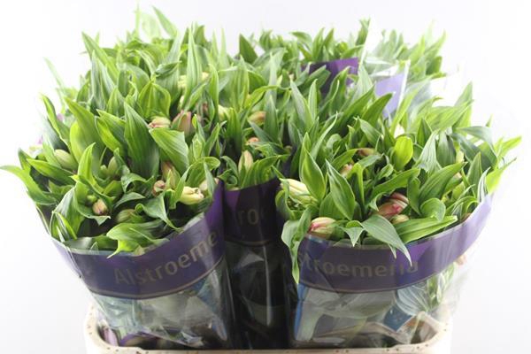 <h4>Alstr True Dream (pink/wit)</h4>