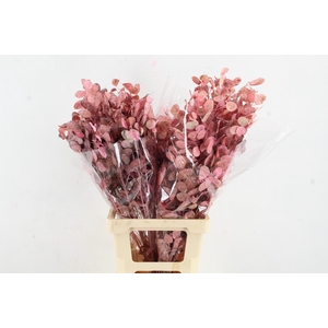 DF Lunaria BS Frosted Pink