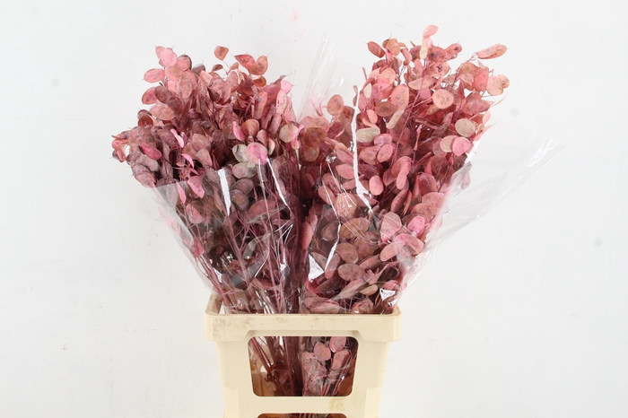 <h4>DF Lunaria BS Frosted Pink</h4>