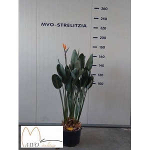 Strelitzia reg.