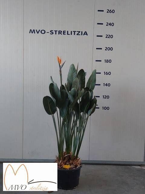 <h4>Strelitzia reg.</h4>