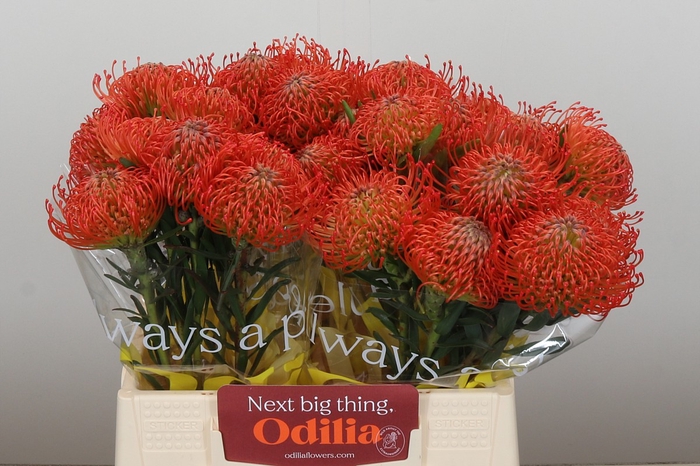 <h4>Nutans Succession</h4>