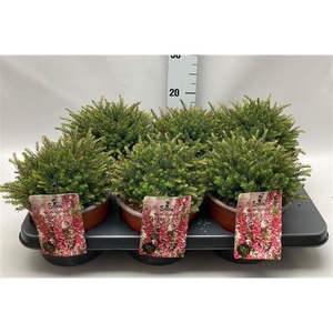 Erica darleyensis 'Kramer's Rote' C2 Tray