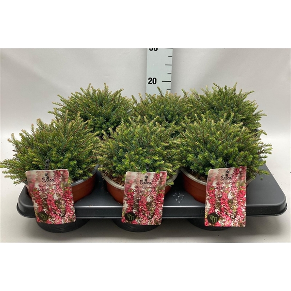 <h4>Erica darleyensis 'Kramer's Rote' C2 Tray</h4>