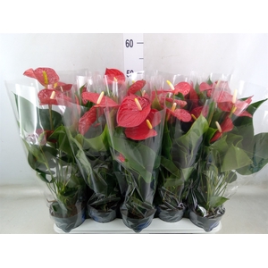 Anthurium andr. 'Karma Red'