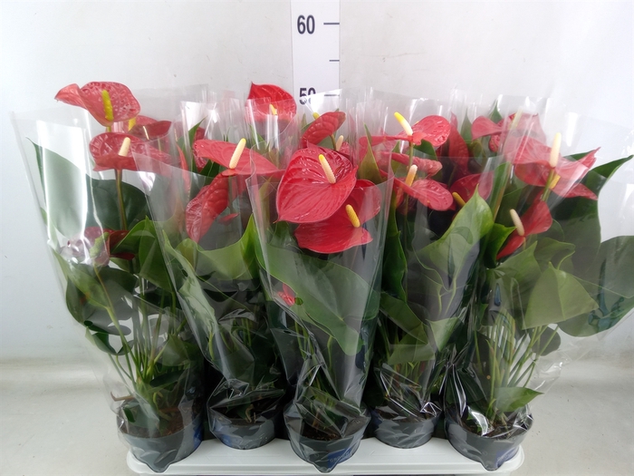 <h4>Anthurium andr. 'Karma Red'</h4>