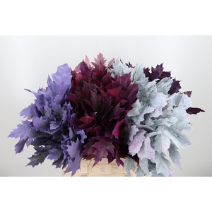 Quercus Kl Bh Frosted Mix