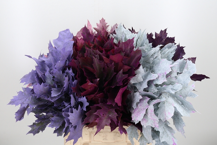 <h4>Quercus Kl Bh Frosted Mix</h4>