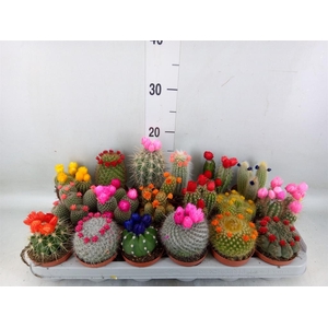 Cactus   ...decorated