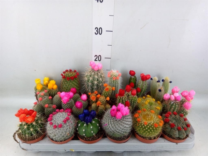<h4>Cactus   ...decorated</h4>
