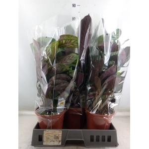 Calathea   ...mix