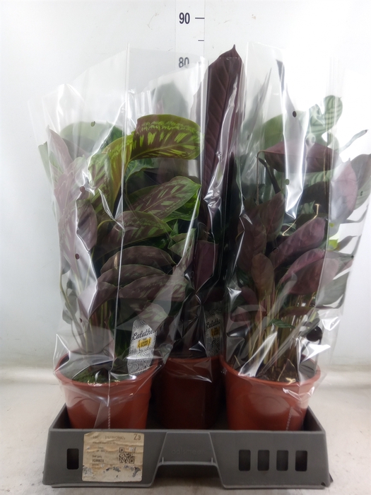 <h4>Calathea   ...mix</h4>