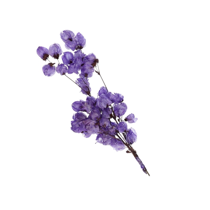 Dried flowers Bougainvillea 45-55cm