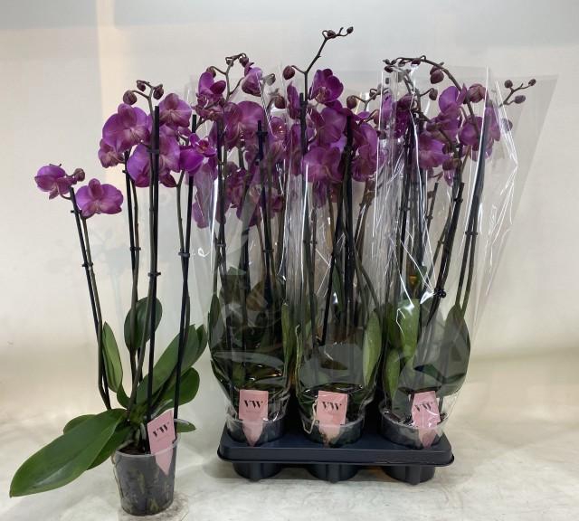 <h4>PHAL OV PAARS</h4>