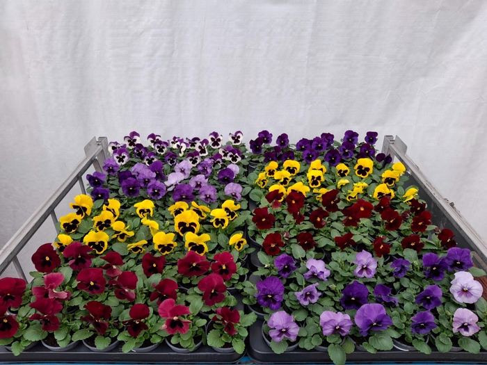 <h4>VIO WI DELTA GEM</h4>