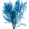 Pres Ruscus Soft Bleached Aquamarine Per Stem