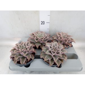 Echeveria   ...
