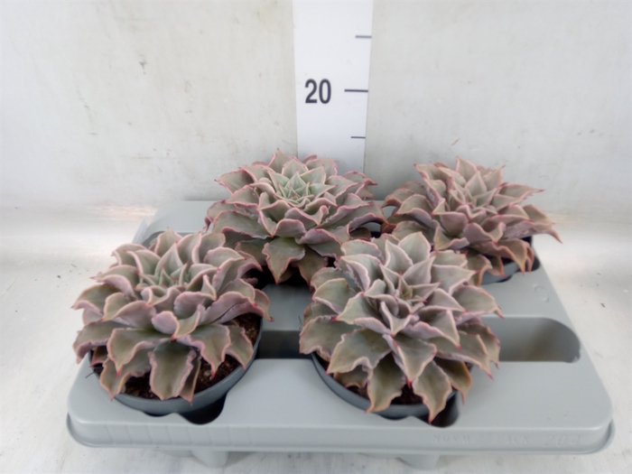 <h4>Echeveria   ...</h4>