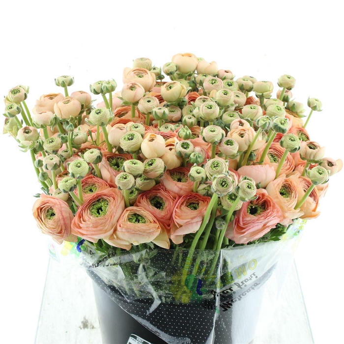 <h4>Ran Su Sr Tropico Salmon Super Giga</h4>