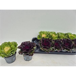 Brassica (sierkool)