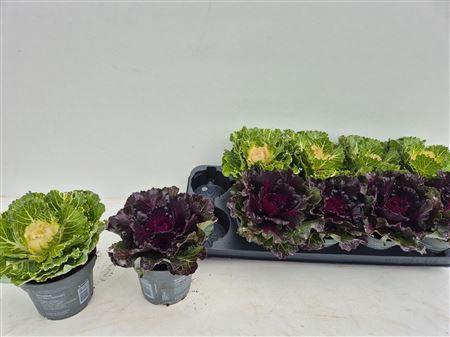 <h4>Brassica (sierkool)</h4>