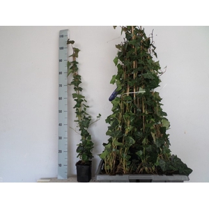 Hedera hibernica 11Ø 90cm