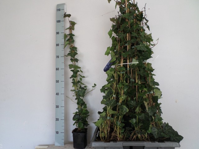Hedera hibernica 11Ø 90cm
