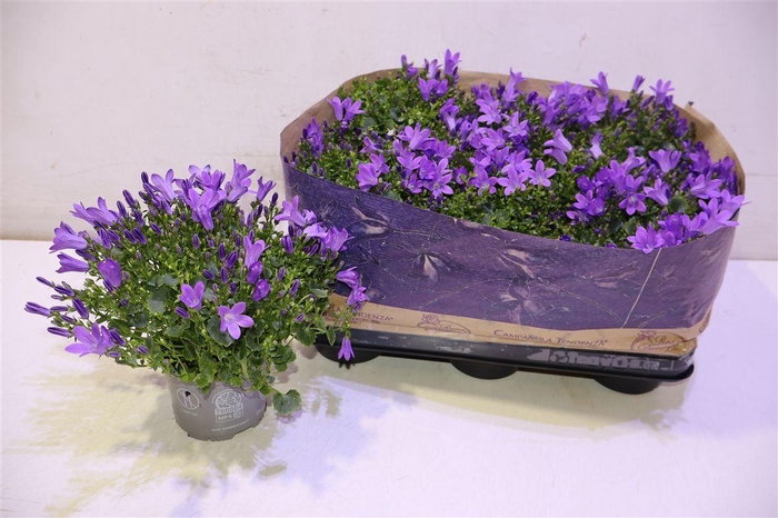 <h4>Camp Por Blueone</h4>