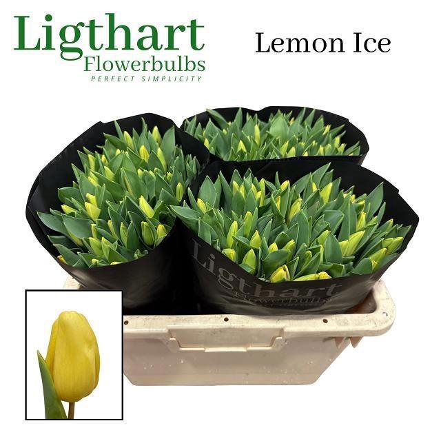 <h4>TU EN LEMON ICE</h4>