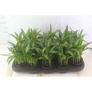 ARECA BAMBU P11