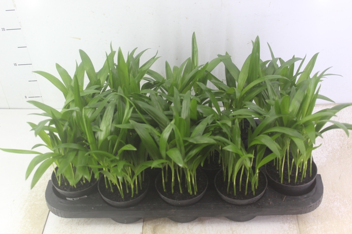 <h4>ARECA BAMBU P11</h4>